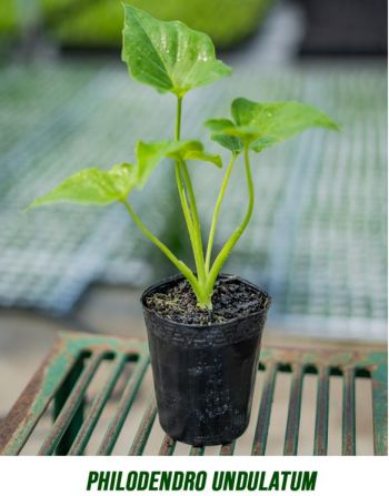 Philodendron ondulado no jardim