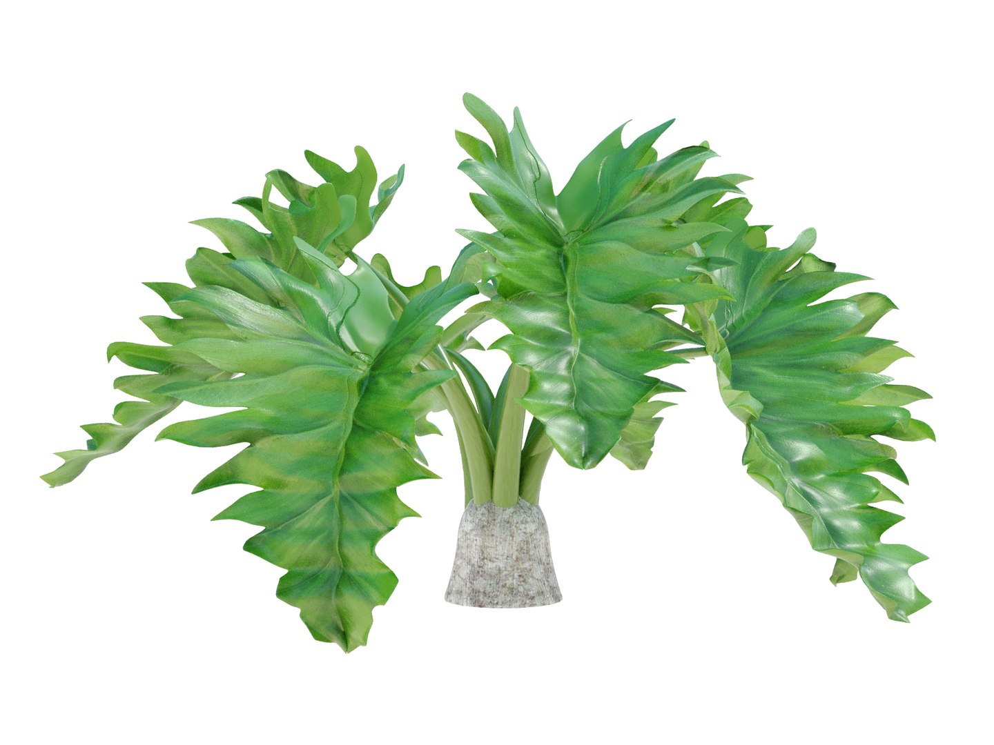 Philodendron ondulado sol pleno