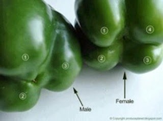pimentão verde vs vermelho sabor