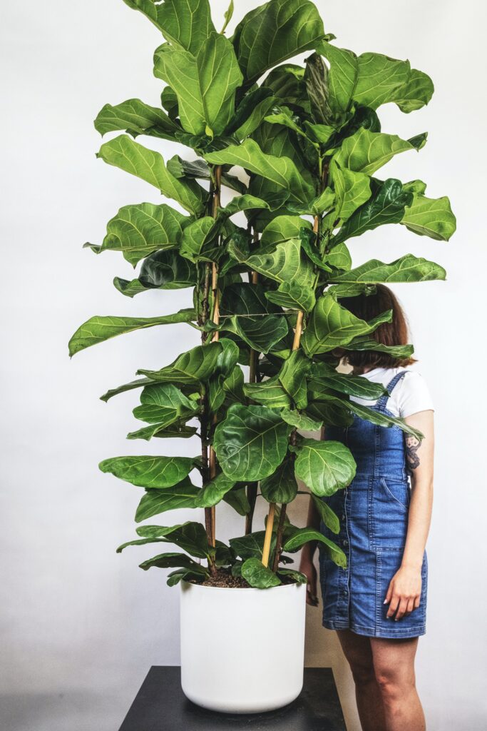 plantas altas para jardim