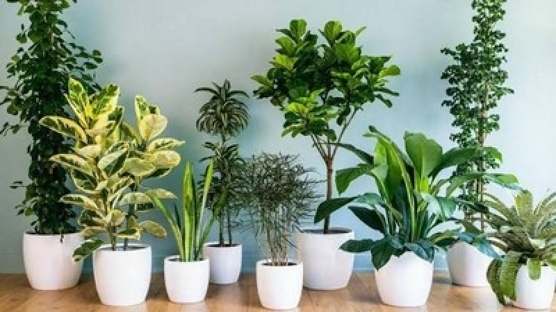 plantas altas para interior