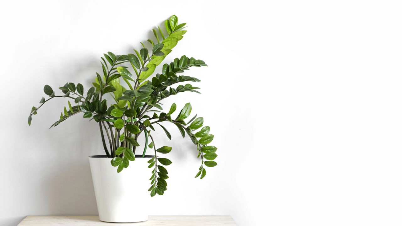 plantas altas para criar volume verde