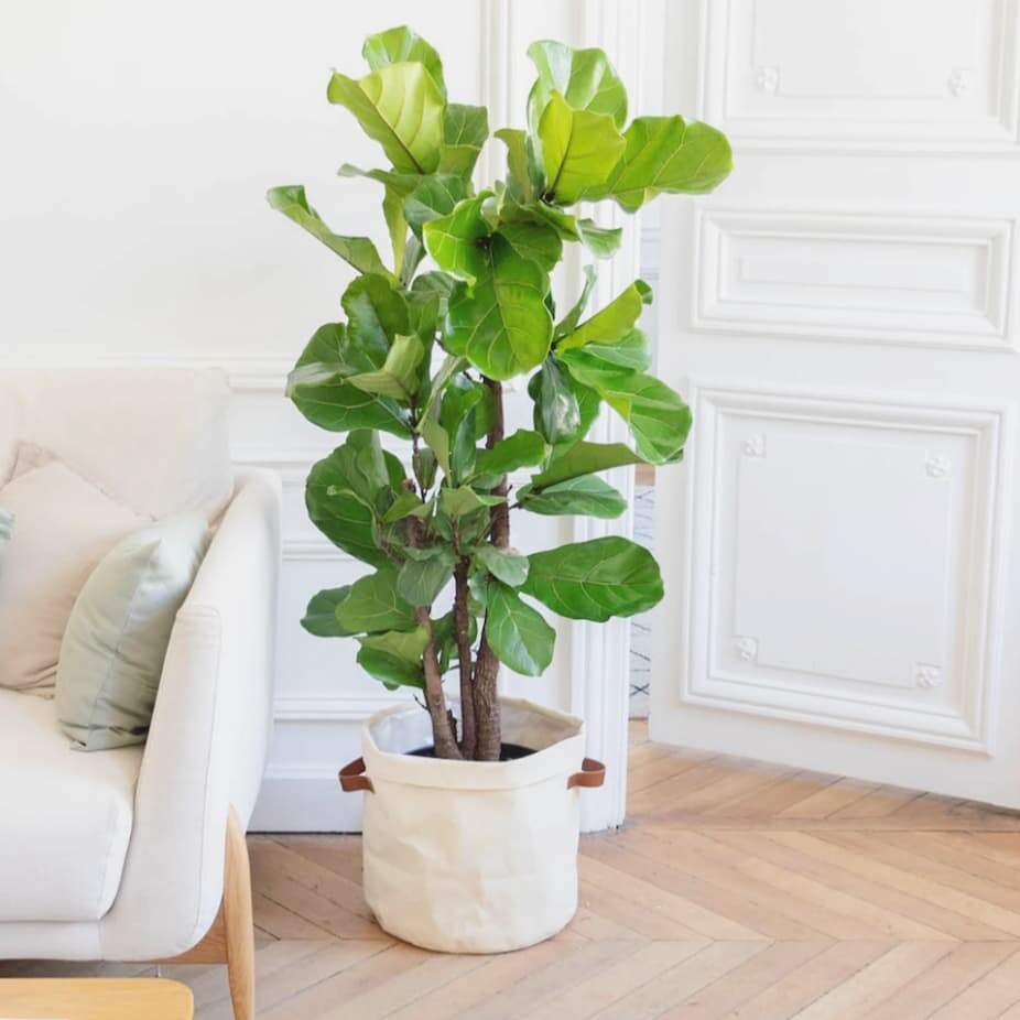 diferença planta baixa e planta alta