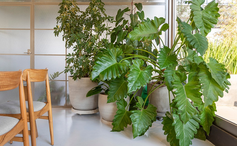 espécies de plantas altas