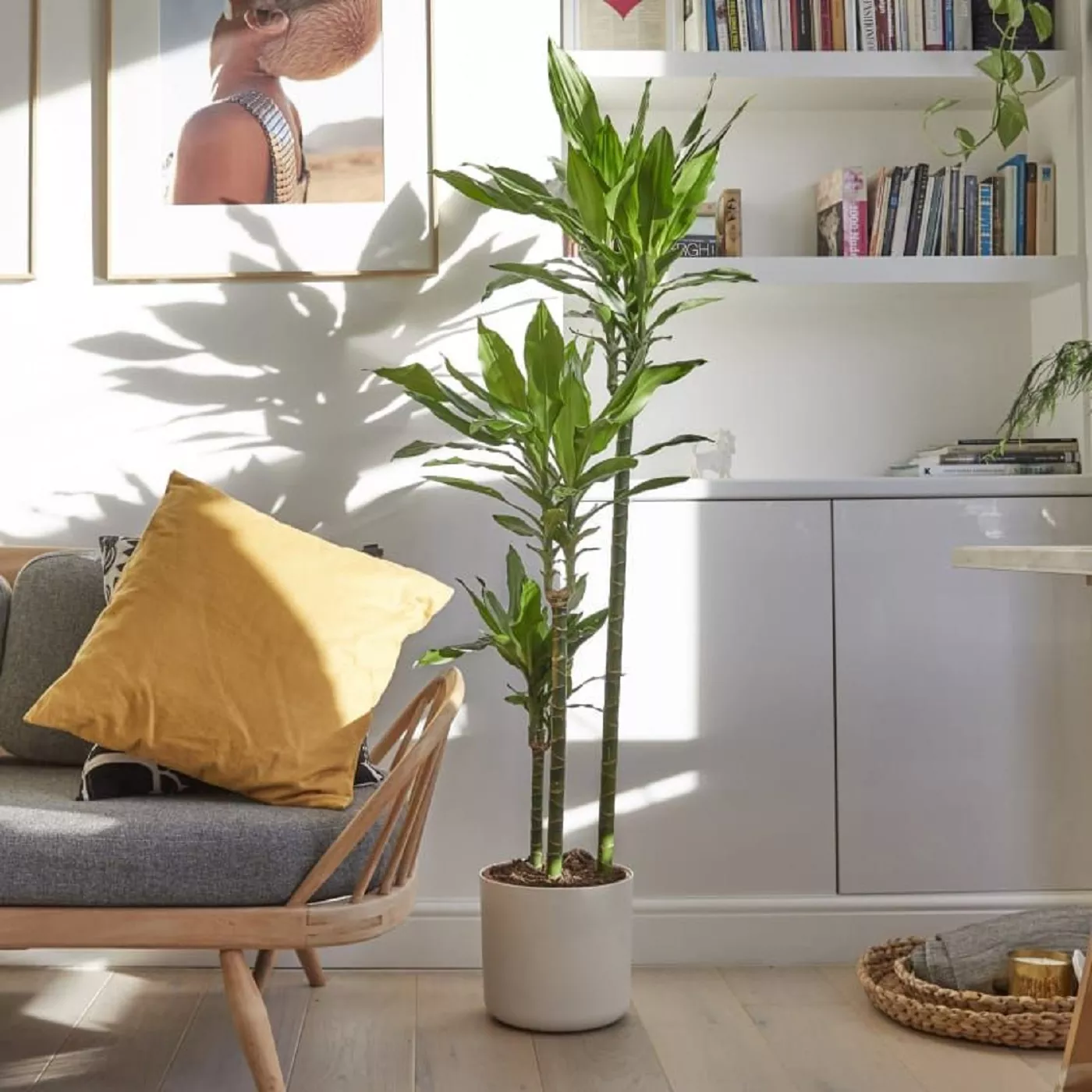 paisagismo com plantas altas