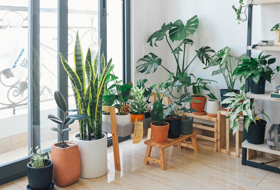 plantas altas resistentes ao sol