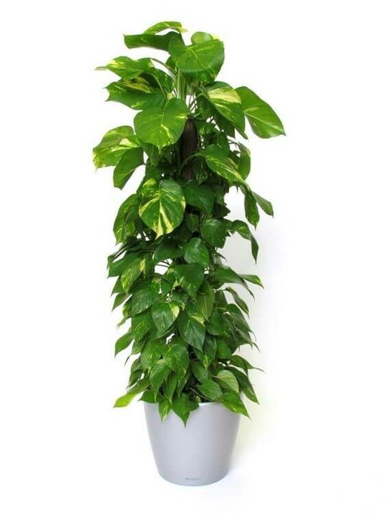 decoração com plantas altas
