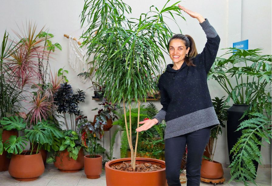 paisagismo com plantas altas