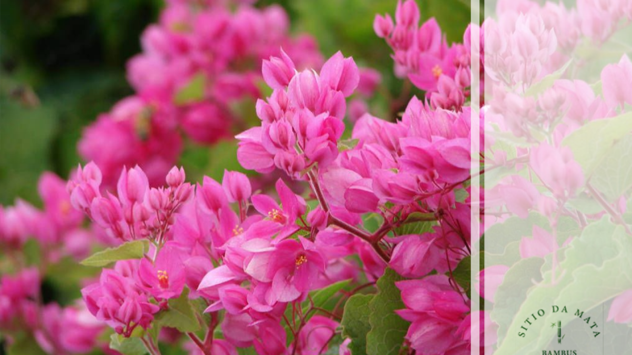 Amor-agarradinho rosa