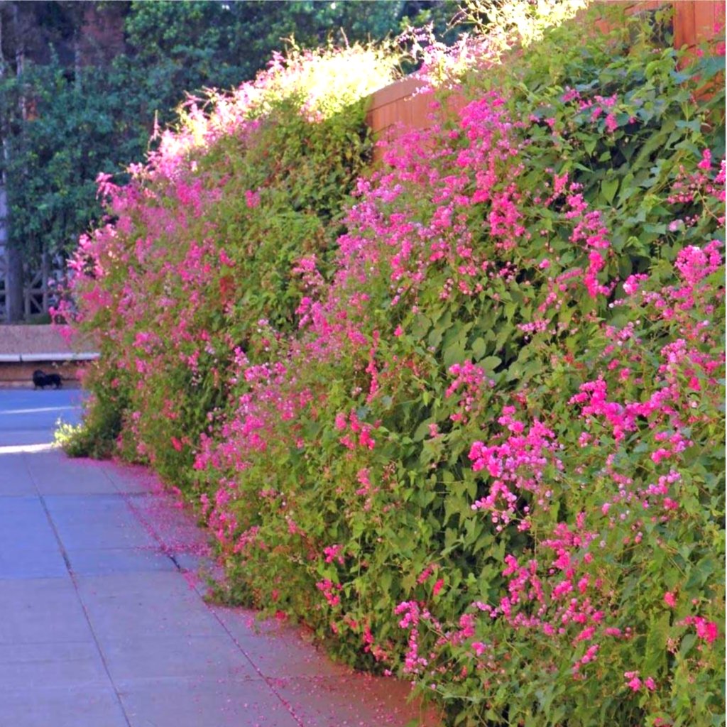 Amor-agarradinho branco