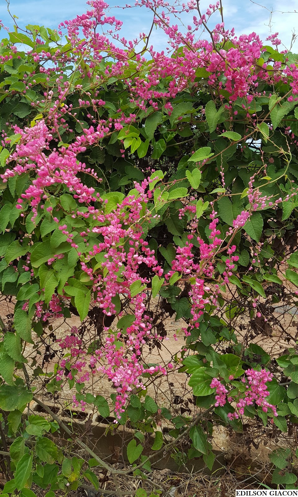 Amor-agarradinho branco