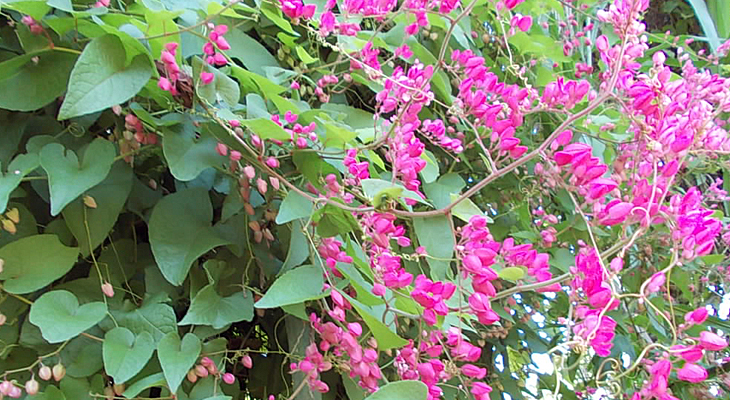 Antigonon leptopus