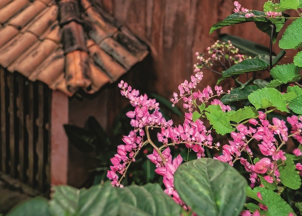 Planta amor agarradinho