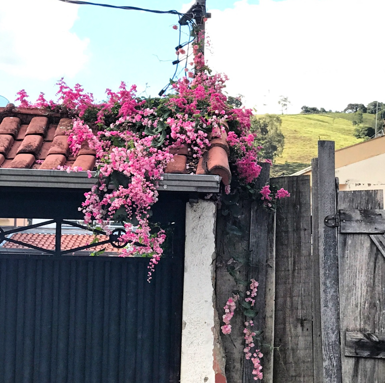 Como plantar amor agarradinho