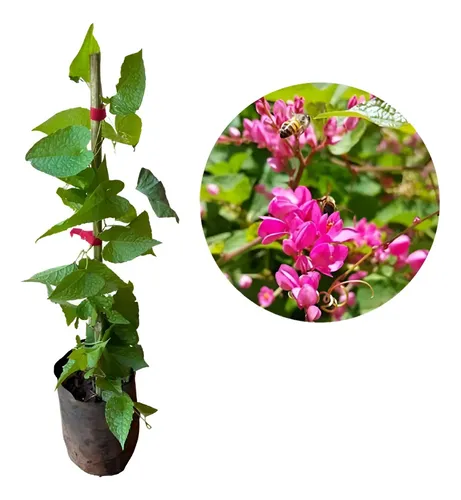 Cultivo amor agarradinho