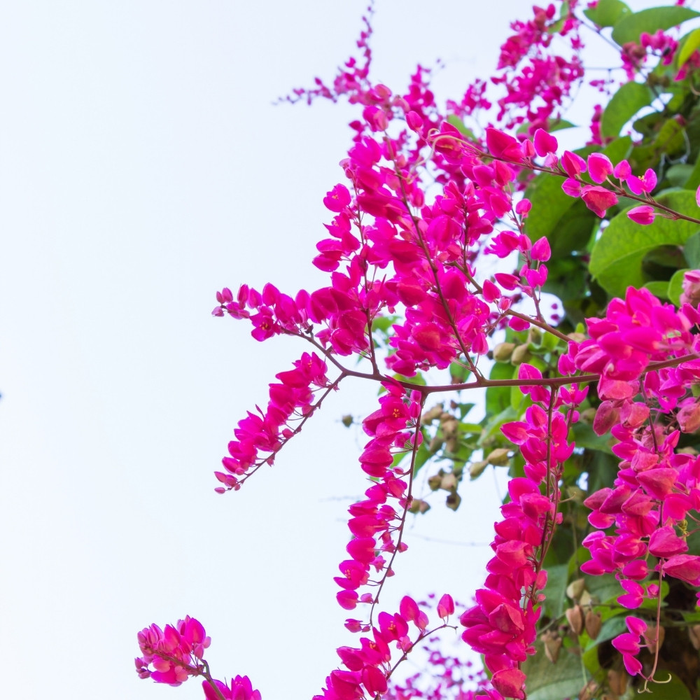 Flores amor agarradinho