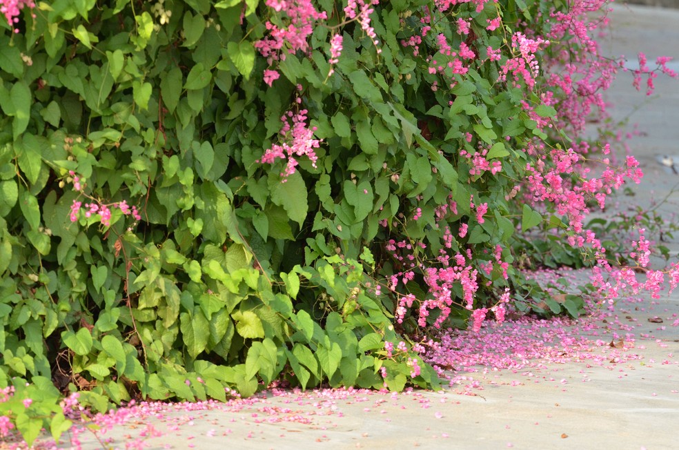 Amor-agarradinho branco