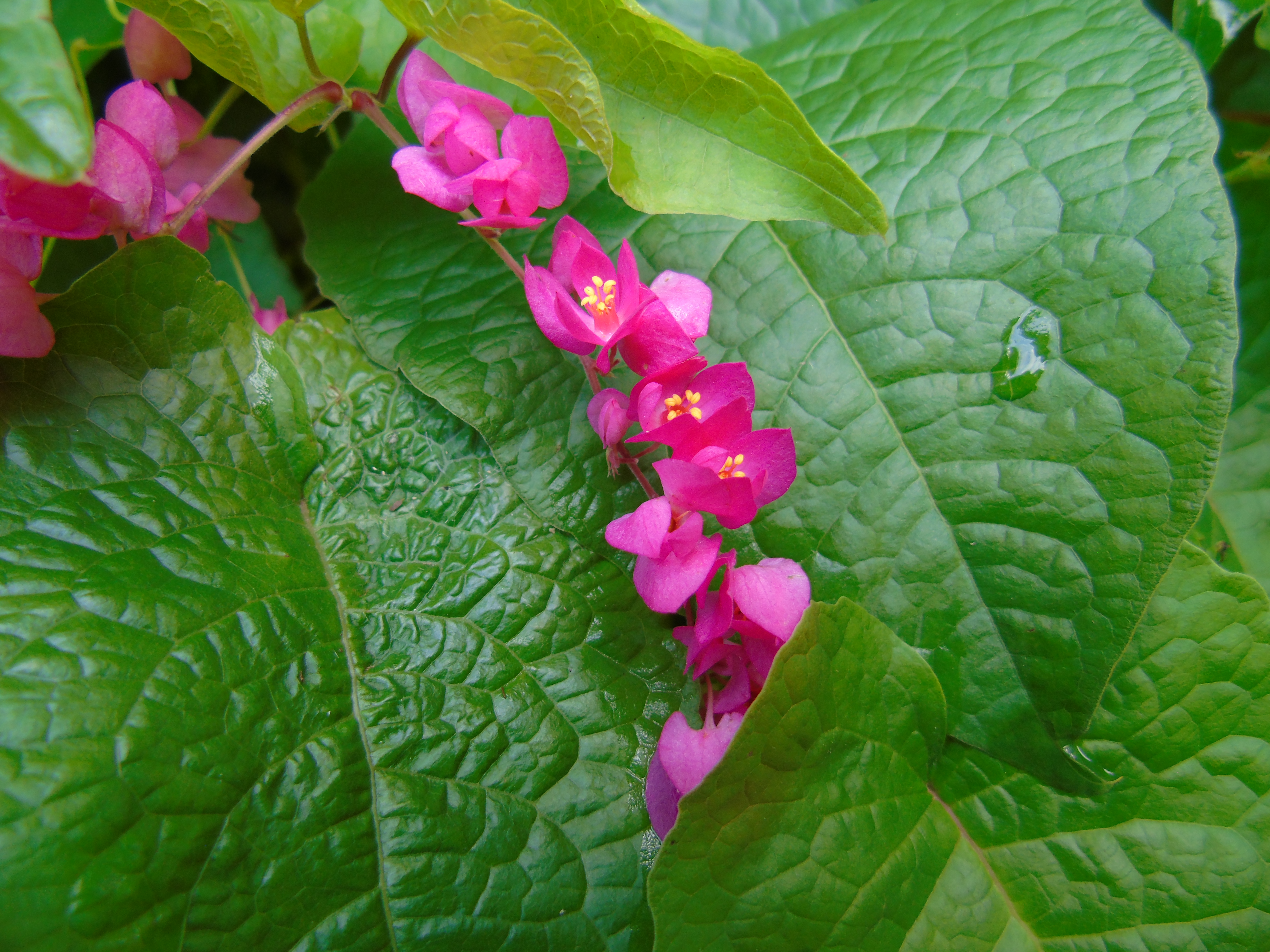 Planta amor agarradinho