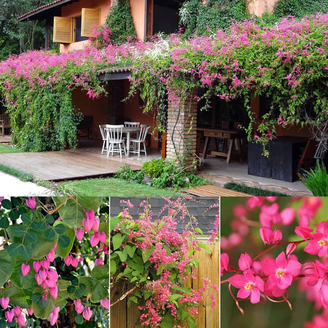 Como plantar amor agarradinho