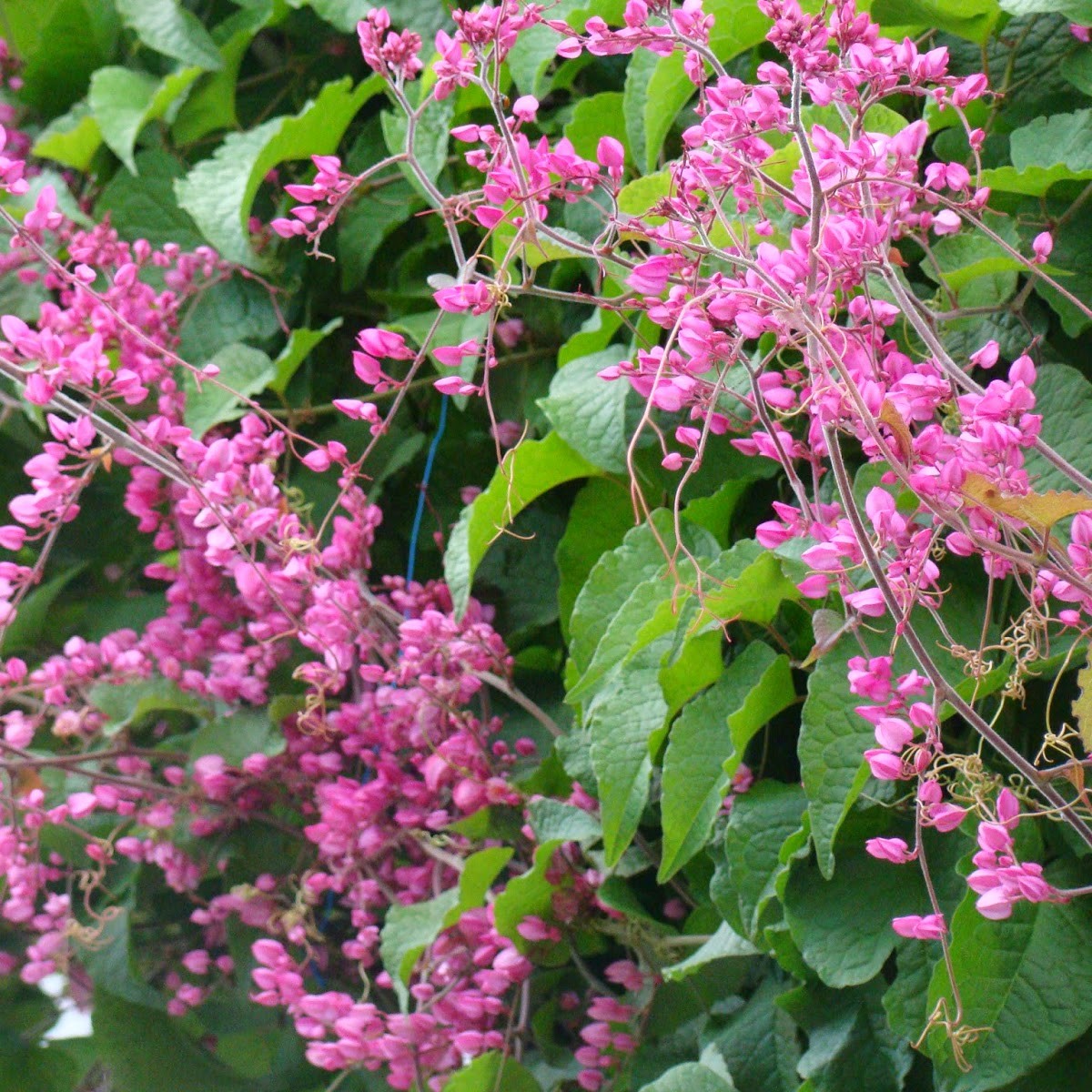 Cultivo amor agarradinho