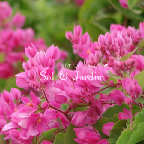 Flores amor agarradinho