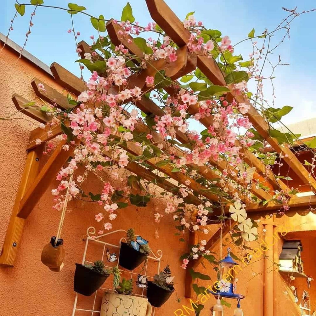 Amor agarradinho PANC