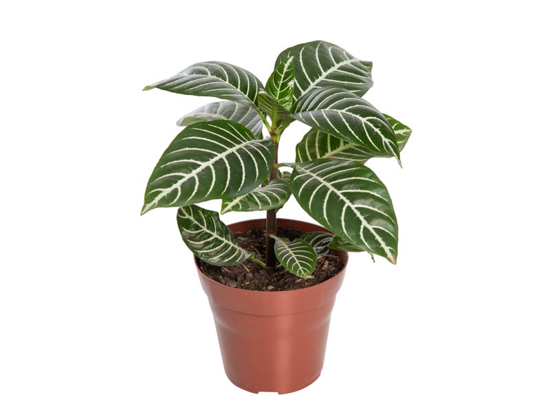 Aphelandra squarrosa cultivo