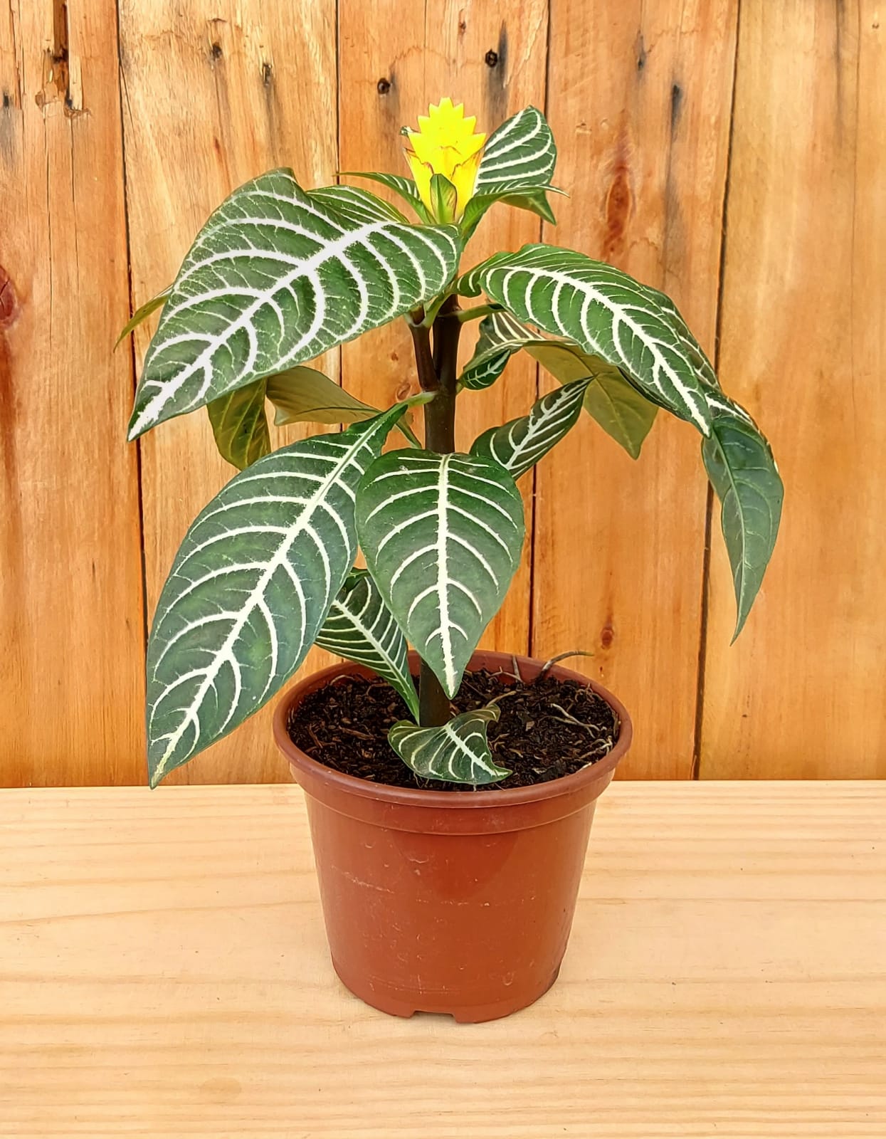 Planta Zebra cuidados
