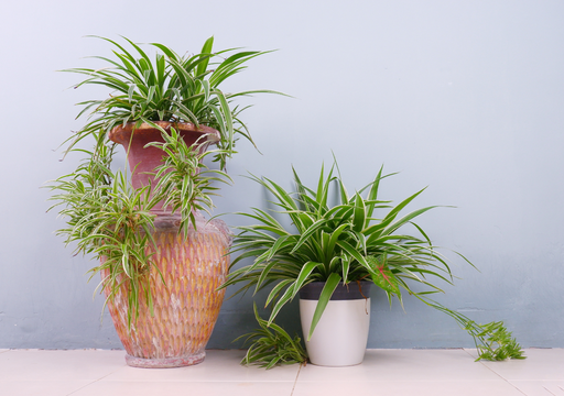 plantas de interior fáceis de cuidar