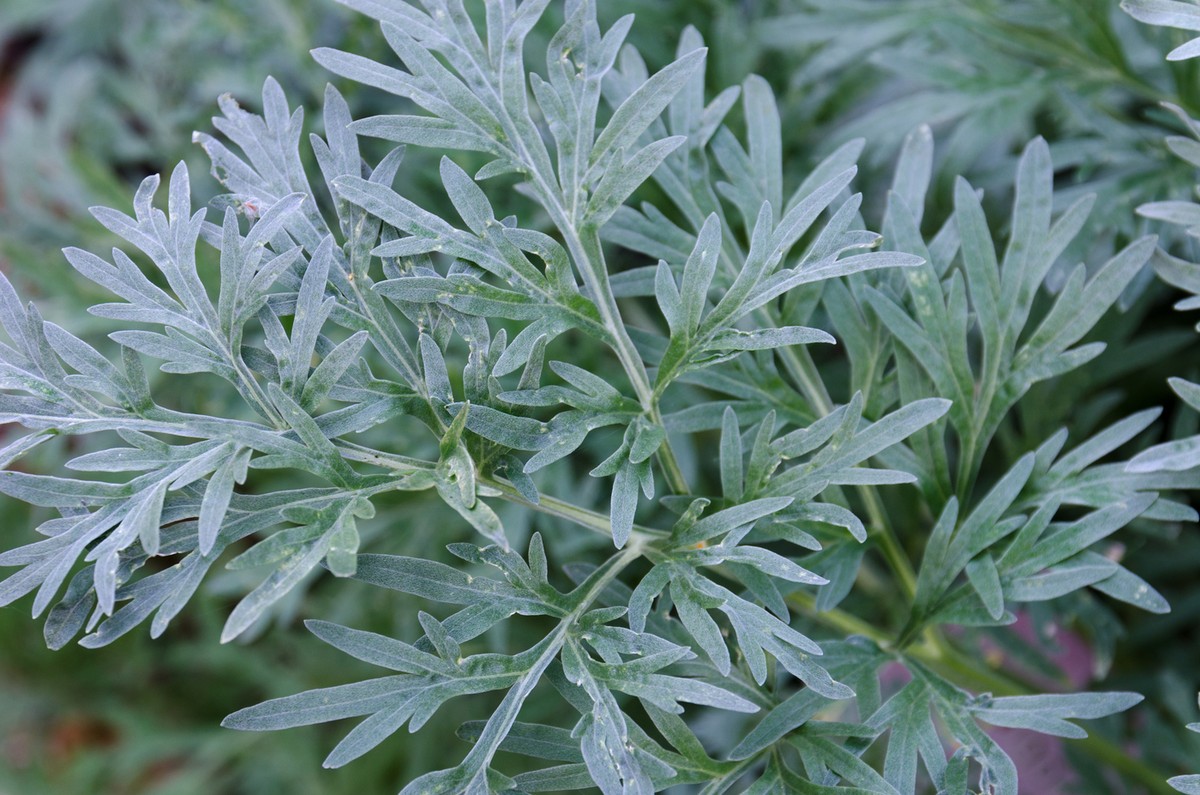 planta artemisia
