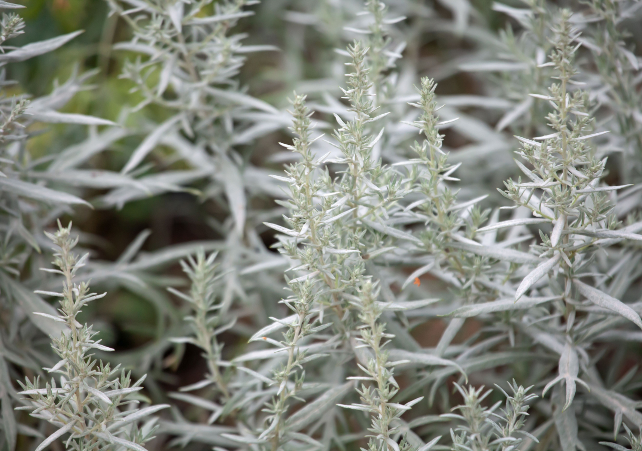 plantas medicinais para cólica menstrual