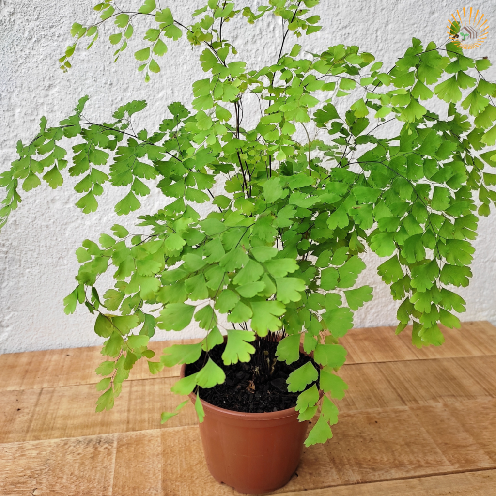 Avenca Comum (Adiantum raddianum)