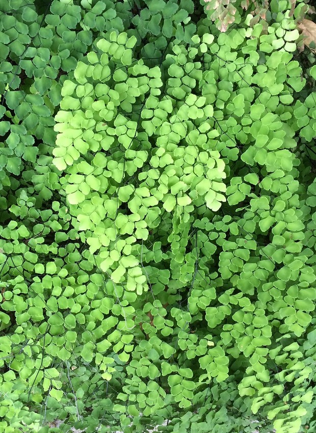 Avencão (Adiantum macrophylla)