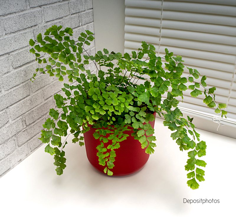 Cabelo-de-Anjo (Adiantum microphyllum)