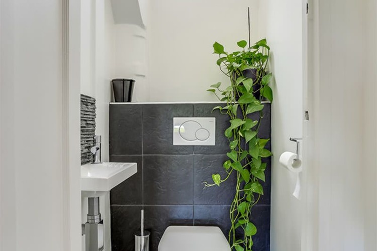 plantas para banheiro com pouca luz