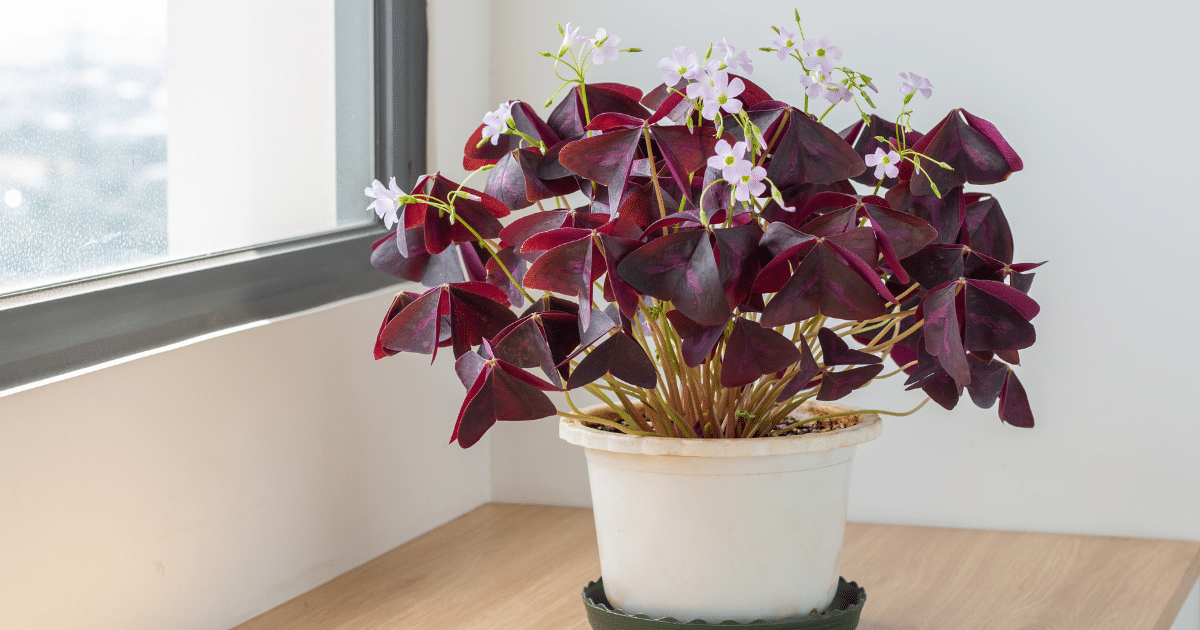 Oxalis triangularis atropurpurea