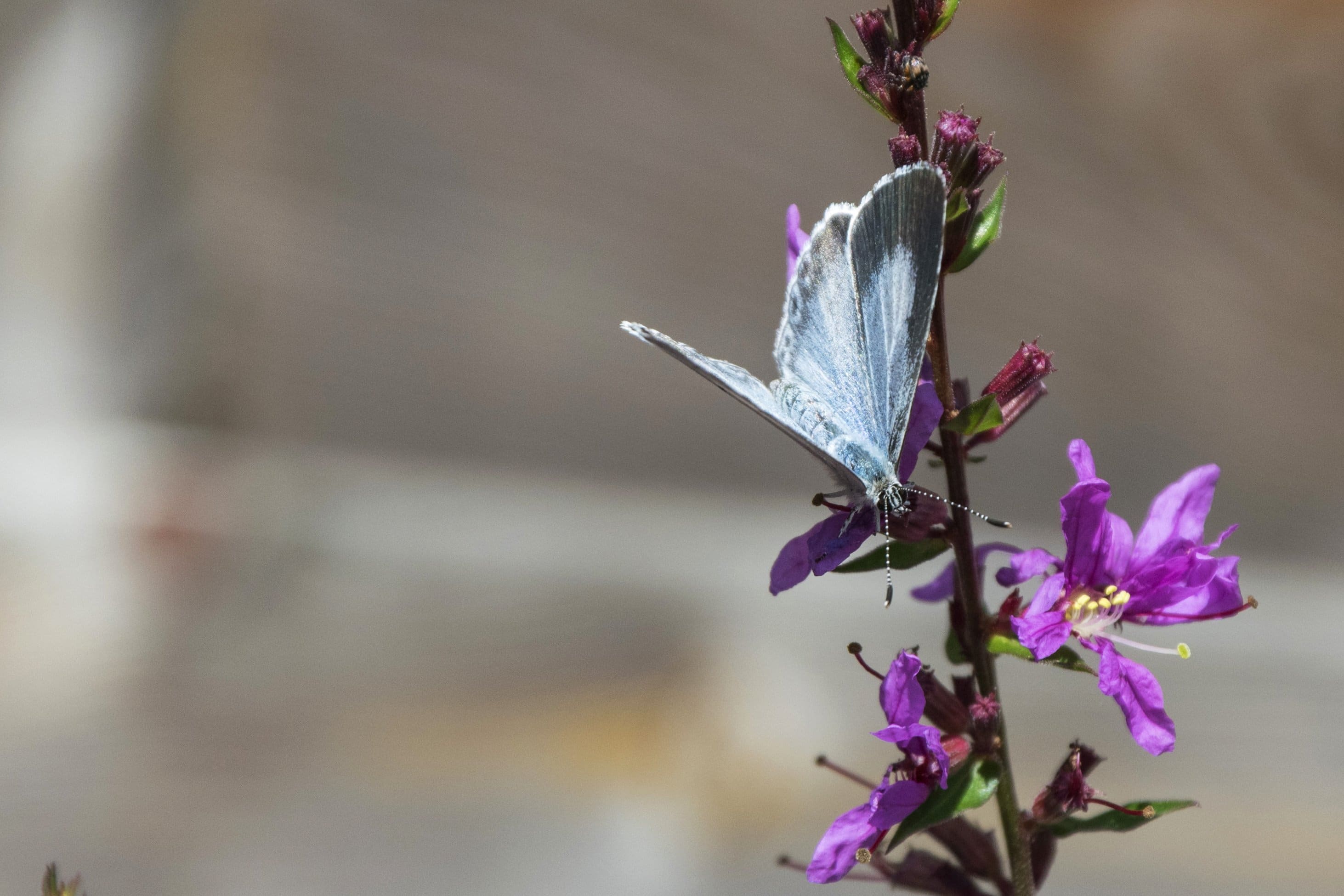 Oxalis triangularis atropurpurea