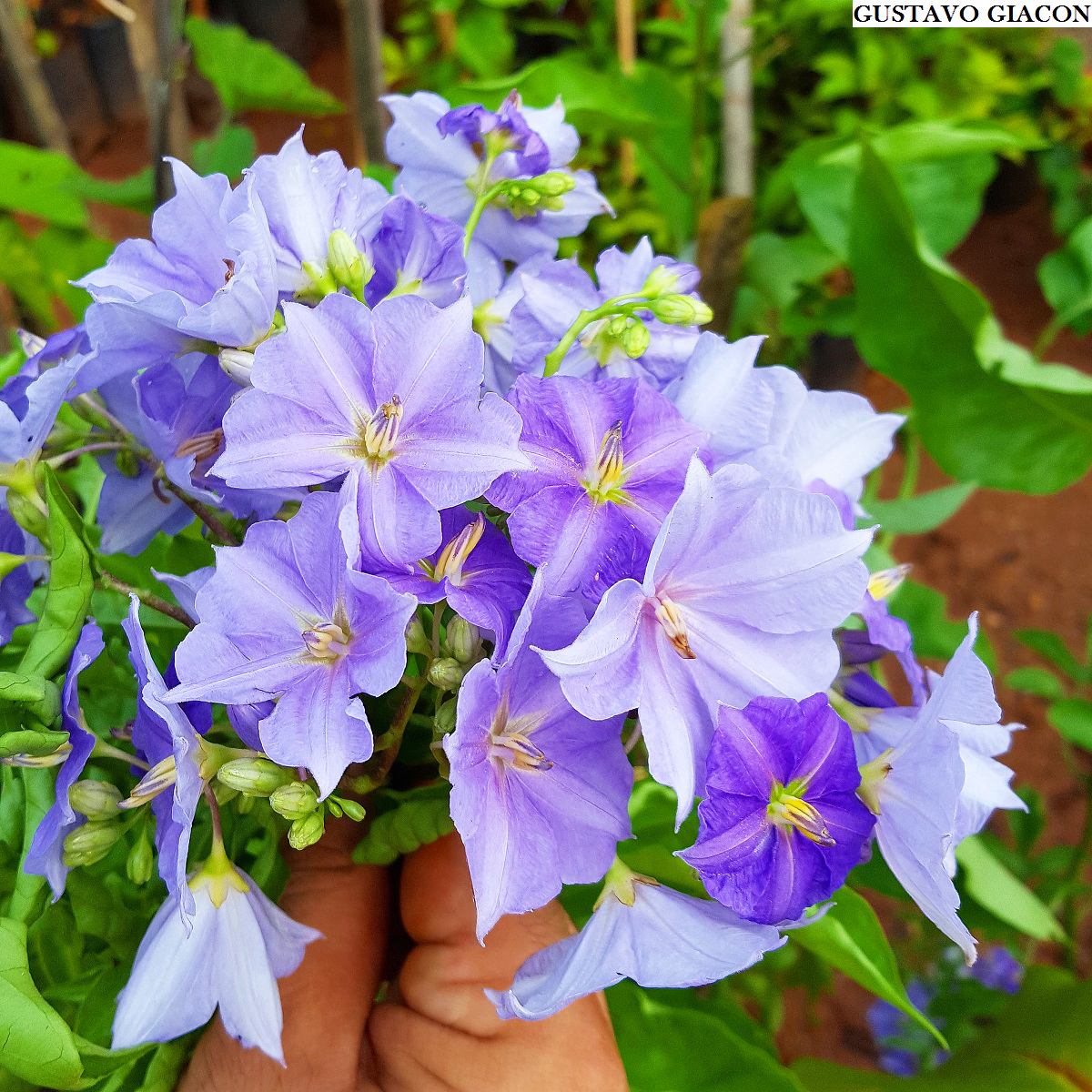 Oxalis triangularis atropurpurea