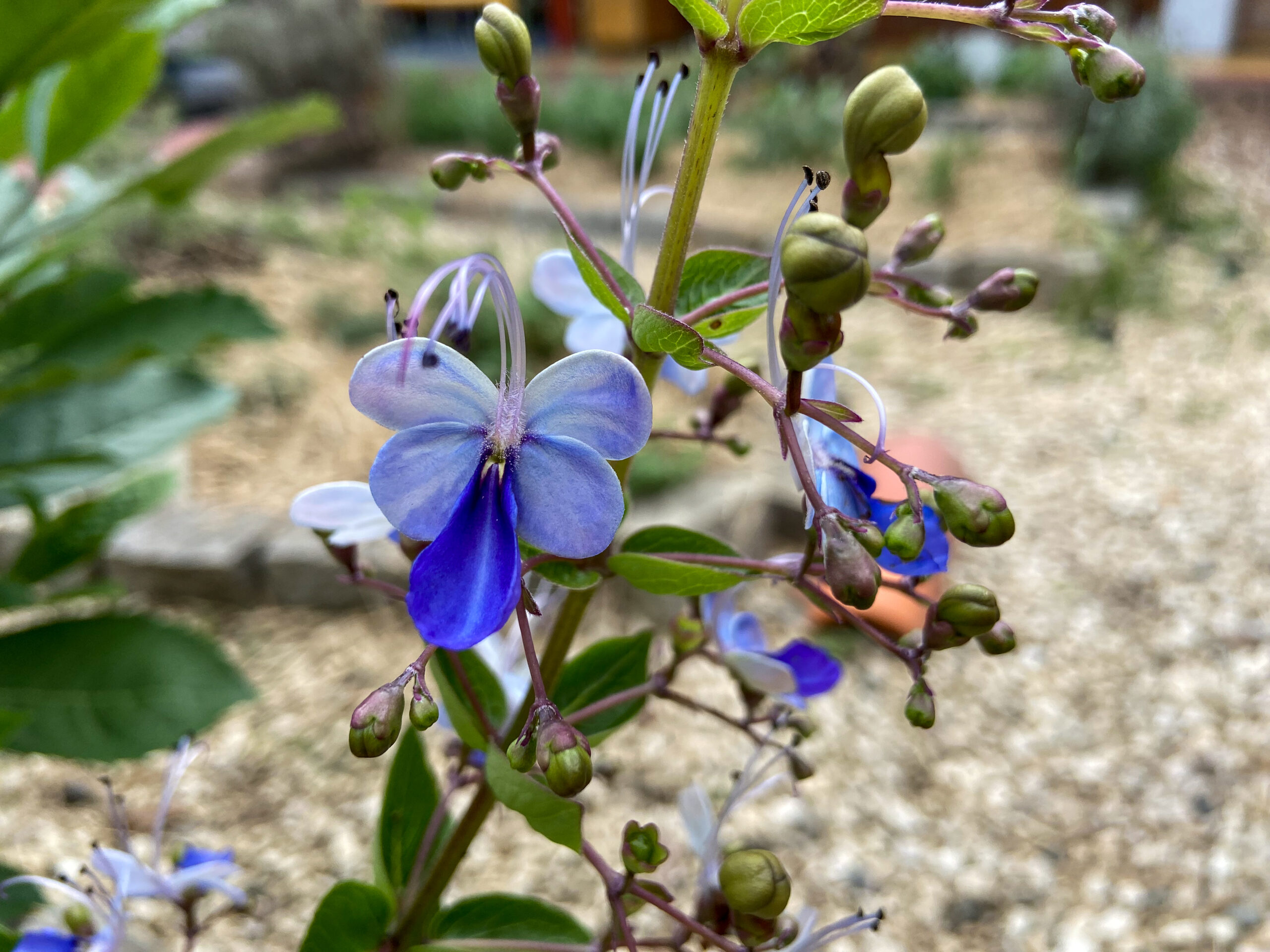 Oxalis triangularis atropurpurea