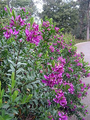 Oxalis triangularis atropurpurea