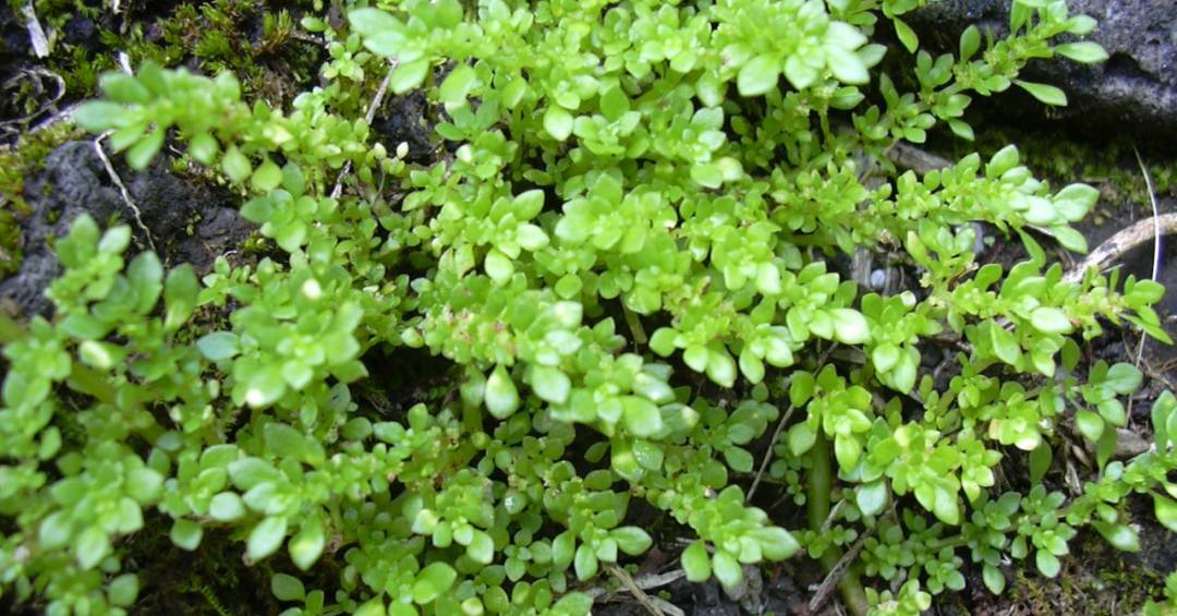 plantas brilhantina para decorar jardim interno