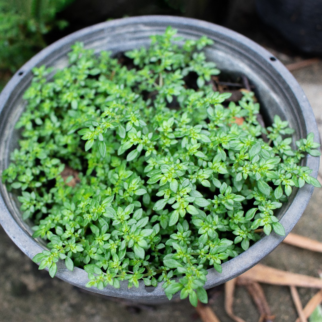 erros comuns ao cuidar da planta brilhantina