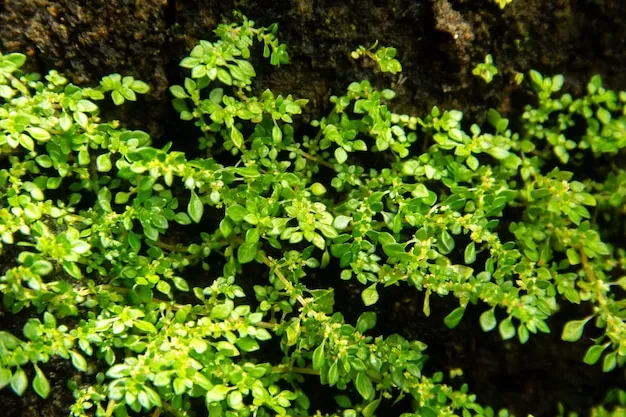 Pilea microphylla para que serve