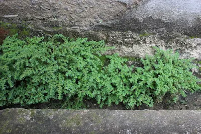Benefícios medicinais da brilhantina