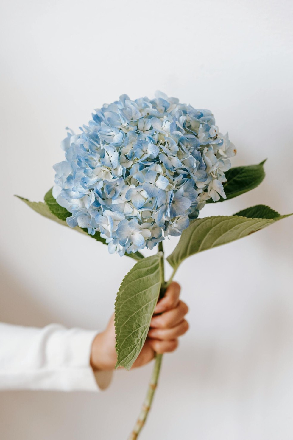 flores azuis para buquê de casamento