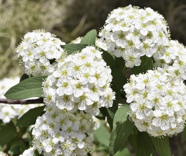 flores azuis para buquê de casamento