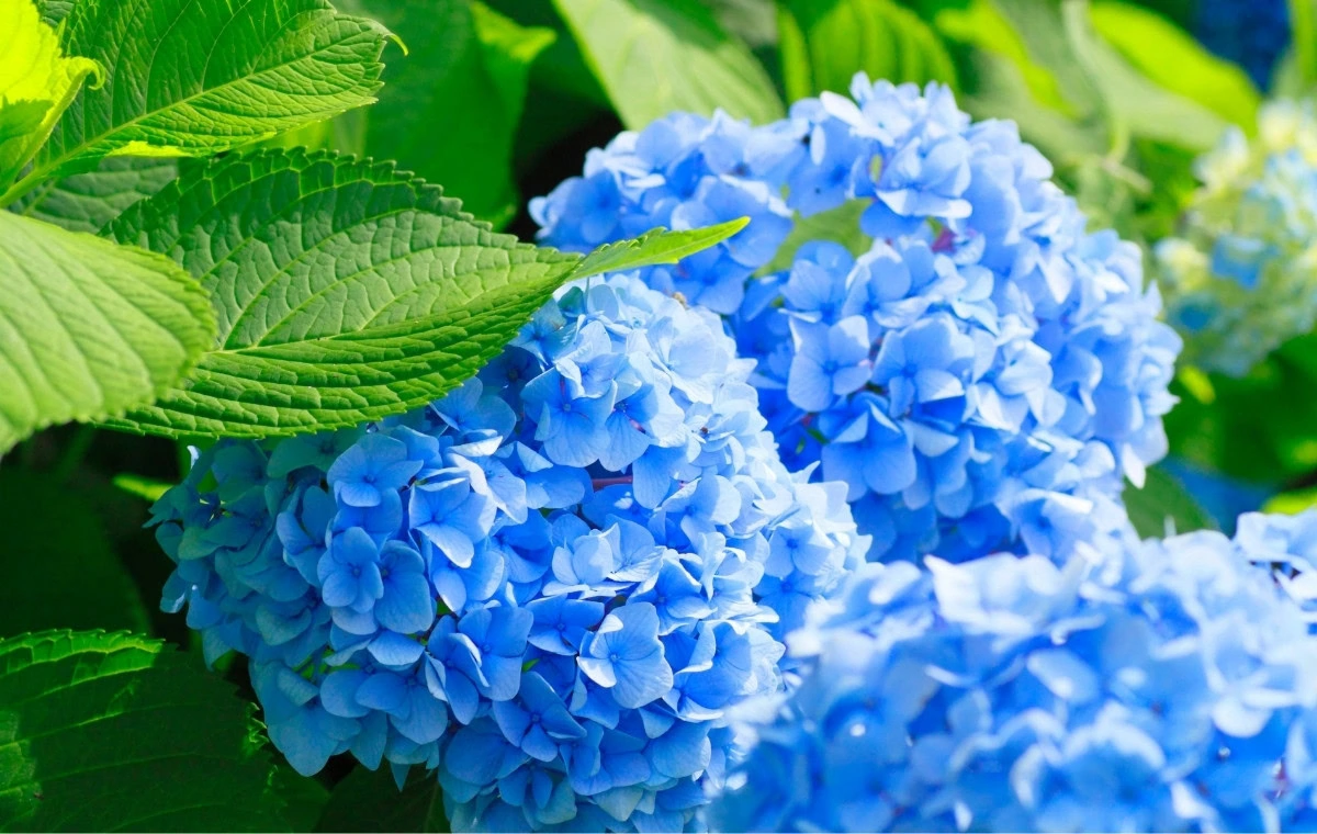 tendências buquê de casamento azul