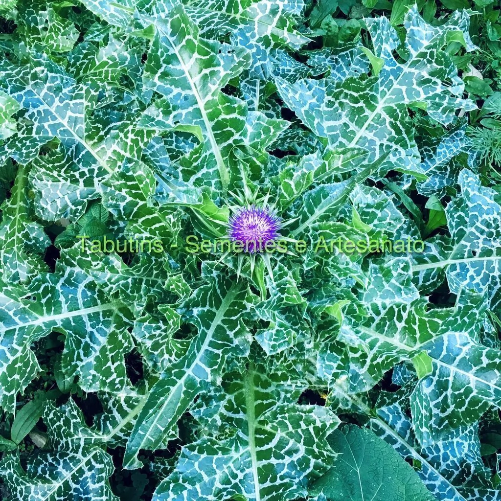 chá de cardo mariano como fazer