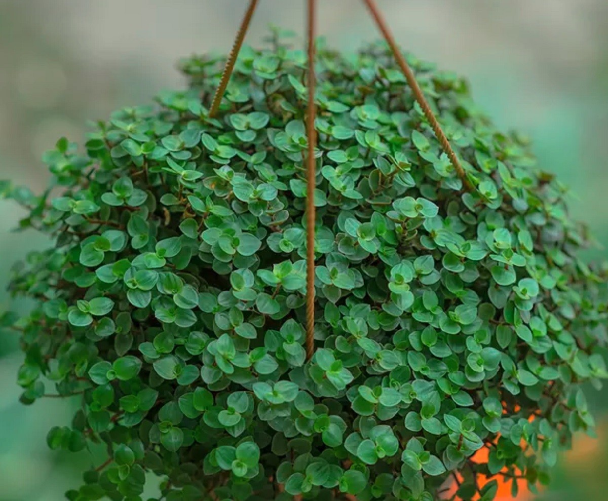 planta chama dinheiro