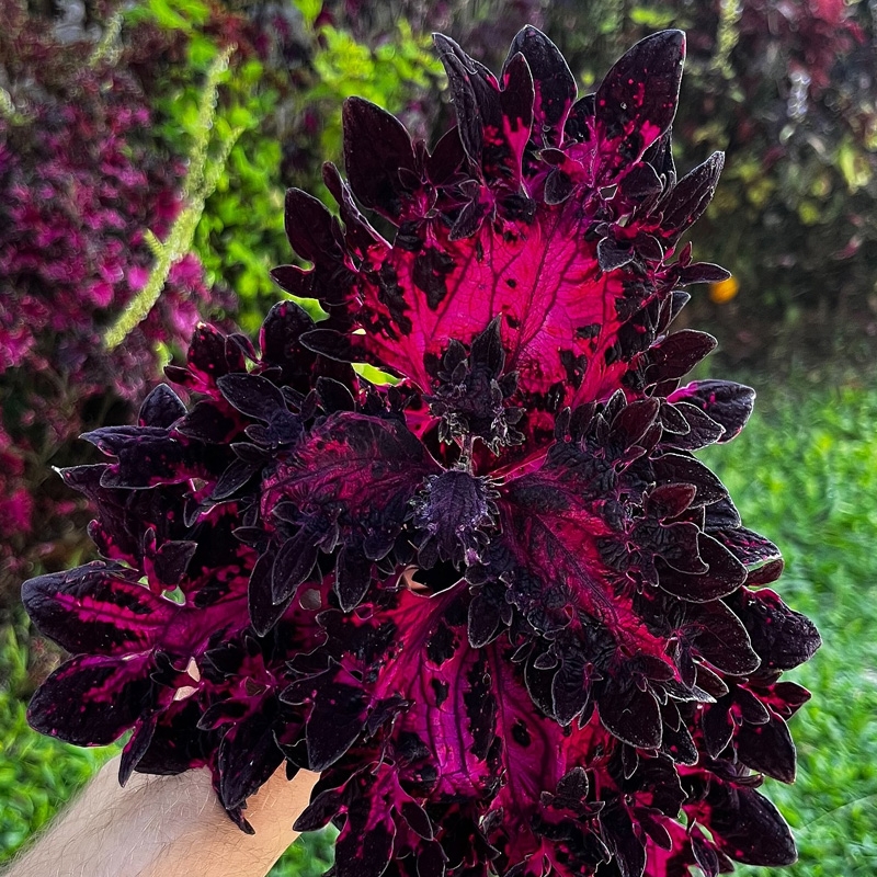 planta coleus